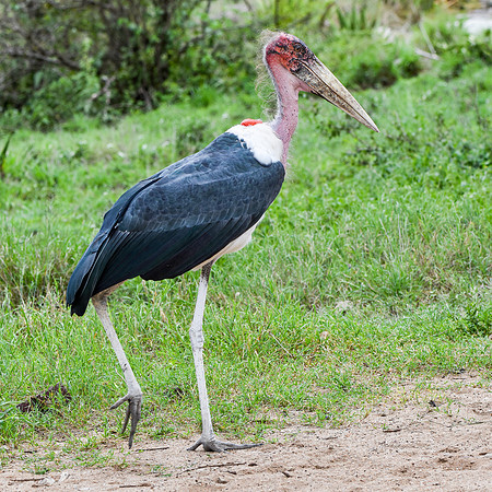 Marabou stork
