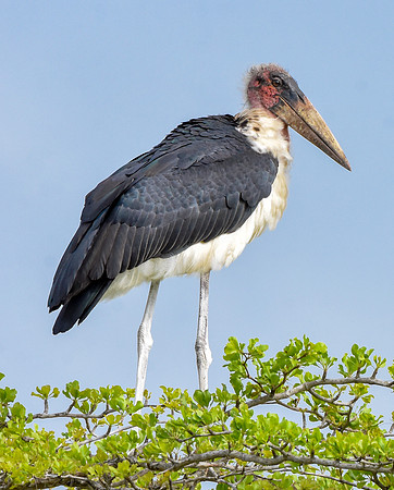 Marabou stork
