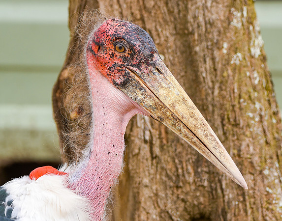 Marabou stork