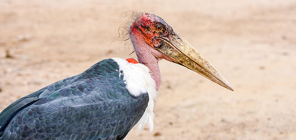 Marabou stork