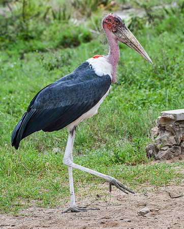 Marabou stork