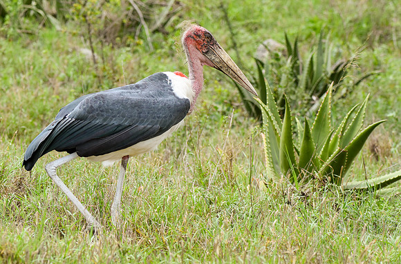 Marabou stork