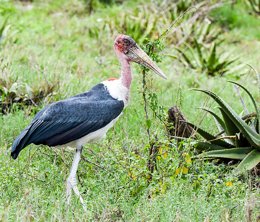 Marabou stork