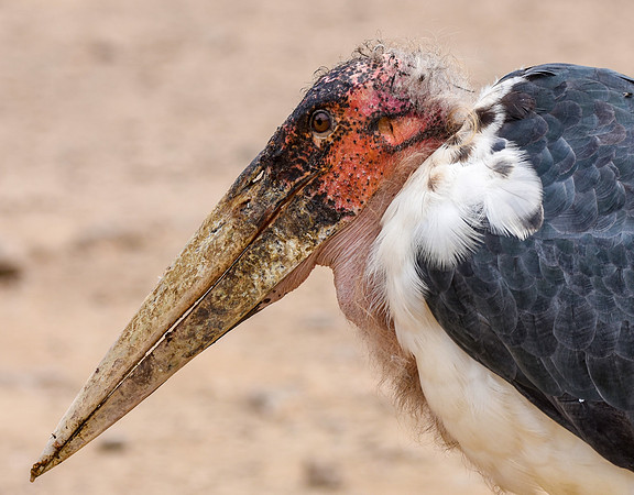 Marabou stork