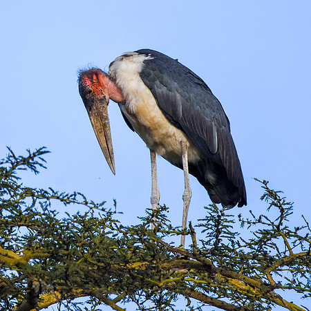 Marabou stork