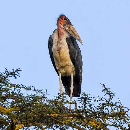 Marabou stork