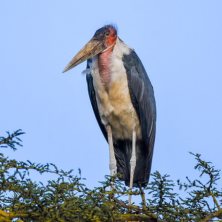 Marabou stork