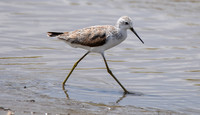 Marsh sandpiper