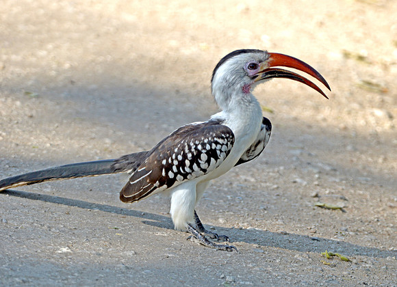 Northern Red billed hornbill