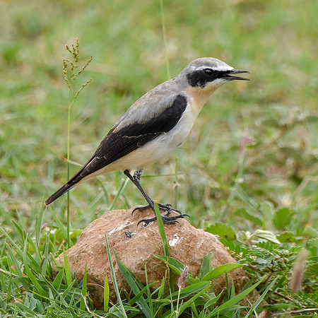 Northern Wheatear