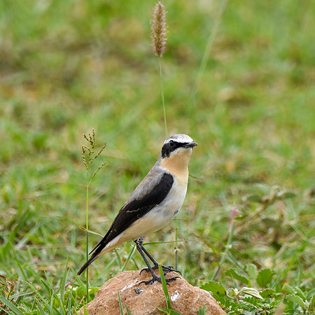 Northern Wheatear