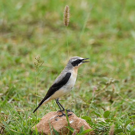 Northern Wheatear