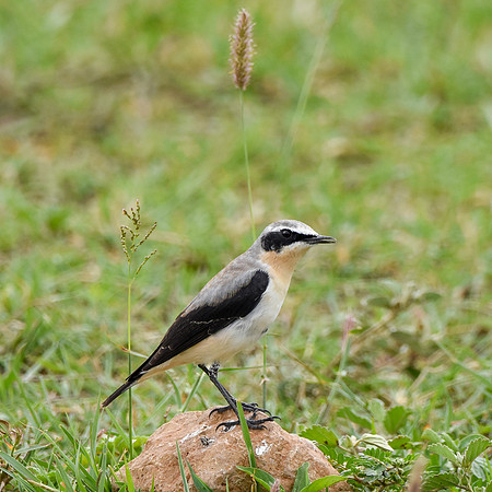 Northern Wheatear
