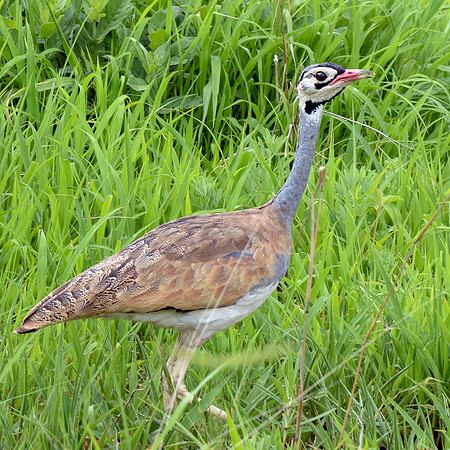White bellied bustard
