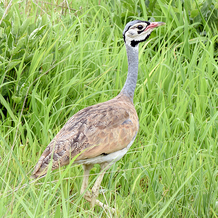 White bellied bustard
