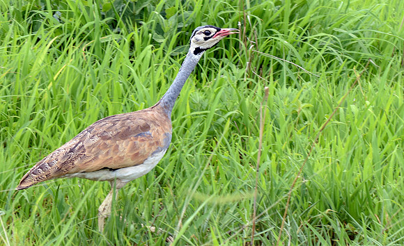 White bellied bustard