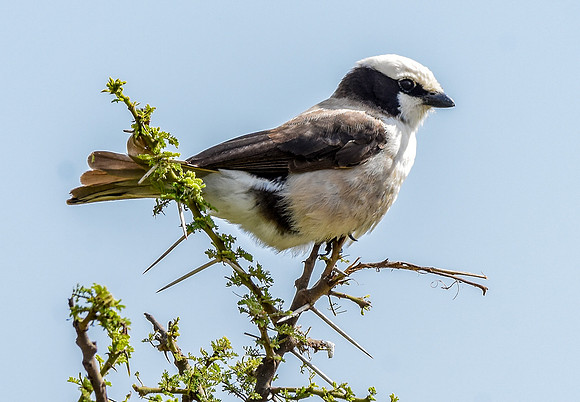 Northern white crowned shrike