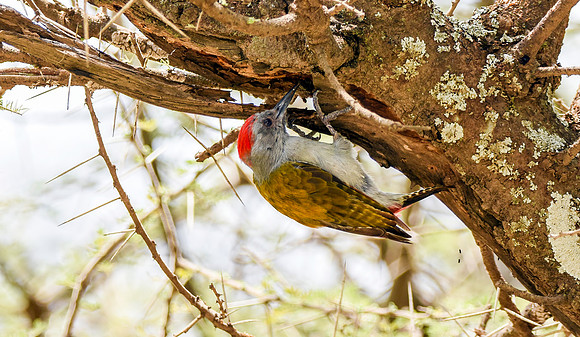 Olive woodpecker