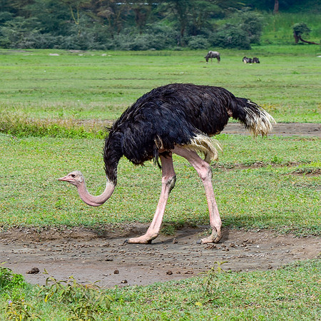 Ostrich