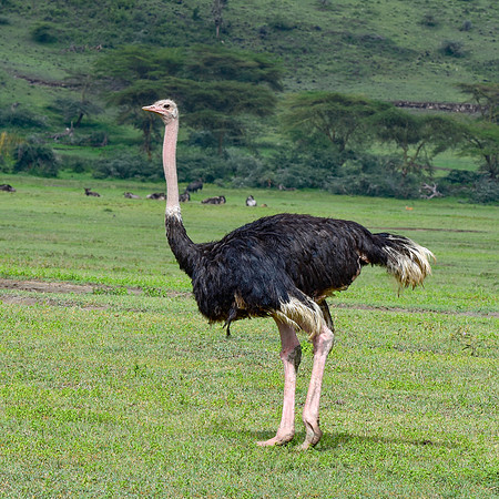 Ostrich