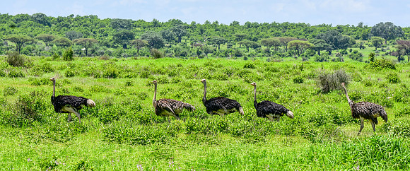 Ostrich
