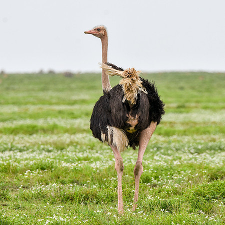 Ostrich