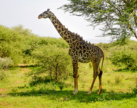 Oxpeckers
