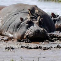 Oxpeckers