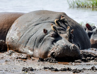 Oxpeckers