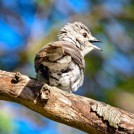 Pale flycatcher