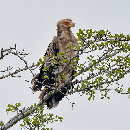 Palm nut vulture