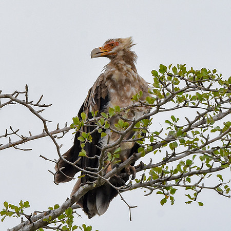 Palm nut vulture