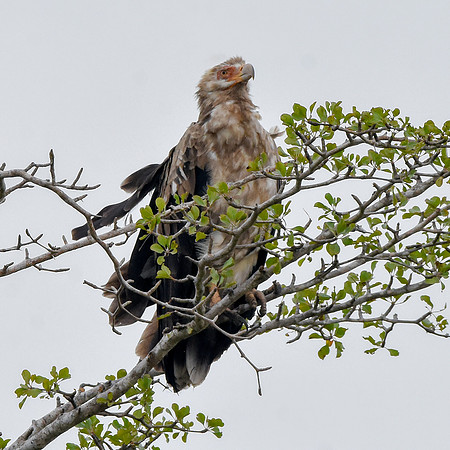 Palm nut vulture