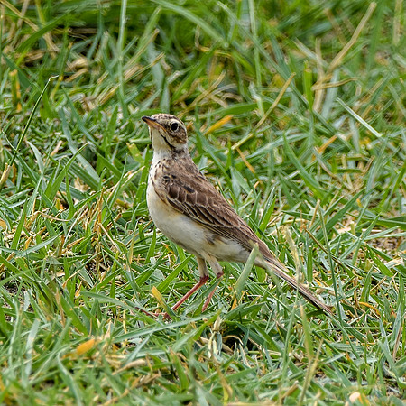Pale backed pipit