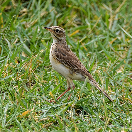 Pale backed pipit