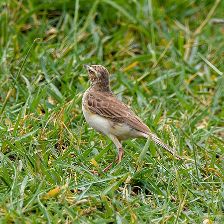 Pale backed pipit