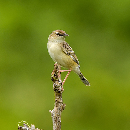 Rattling cisticola