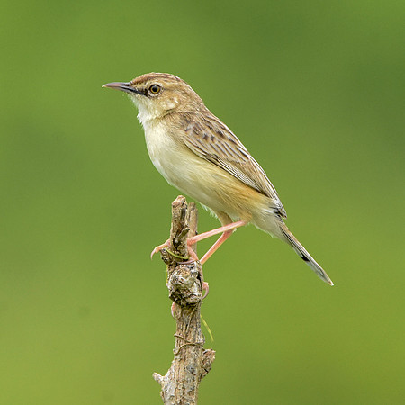 Rattling cisticola