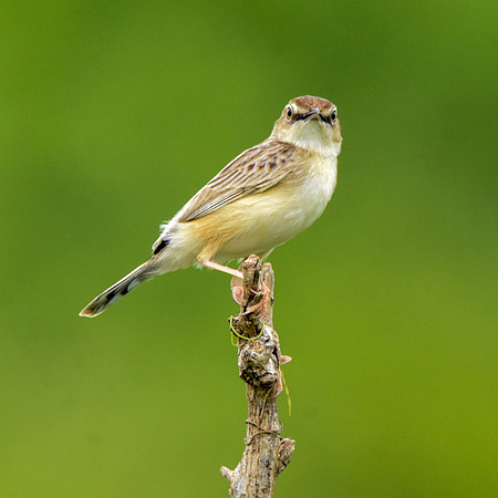 Rattling cisticola