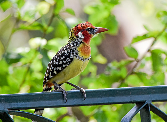 Red and yellow barbet