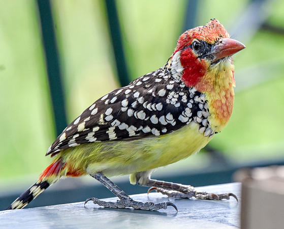 Red and yellow barbet