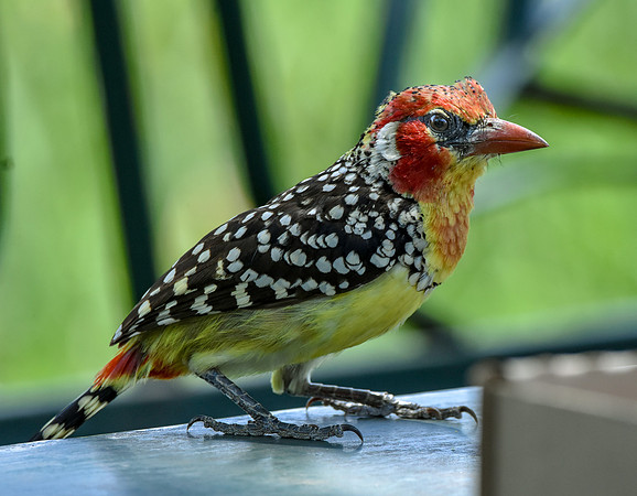 Red and yellow barbet