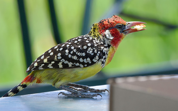 Red and yellow barbet