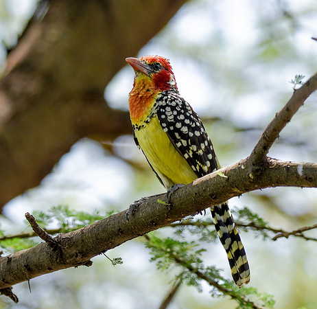 Red and yellow barbet