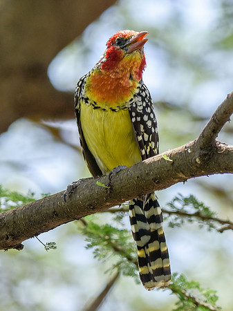 Red and yellow barbet