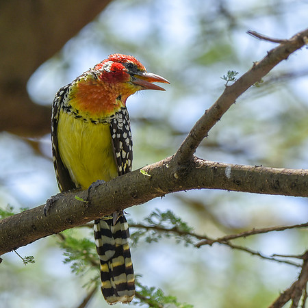 Red and yellow barbet