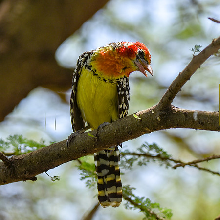 Red and yellow barbet
