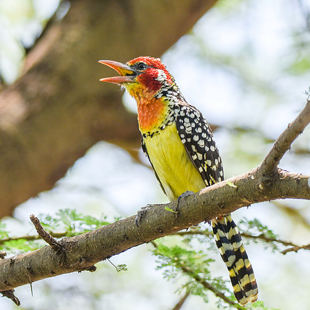 Red and yellow barbet