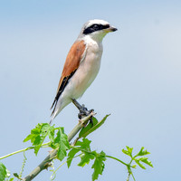 Red backed shrike