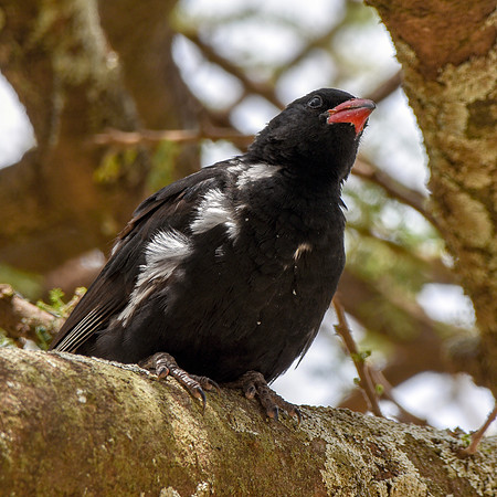 Red billed buffalo weaver